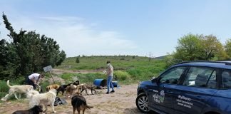 SKODA İyilik Araçları Sokak Hayvanlarını Unutmadı