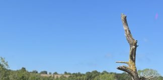 Sürüş İzlenimi : Dacia Jogger: Aileniz ve Maceralarınız İçin Tasarlanmış Etkili, Eğlenceli ve Ekonomik Bir Yol Arkadaşı